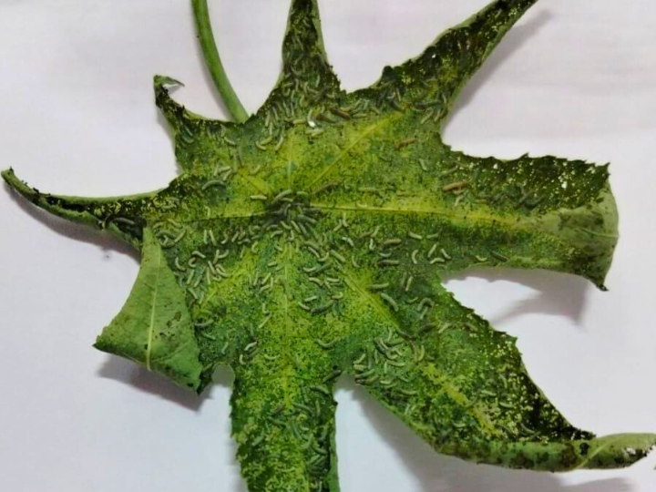 Plant ecology and diversity